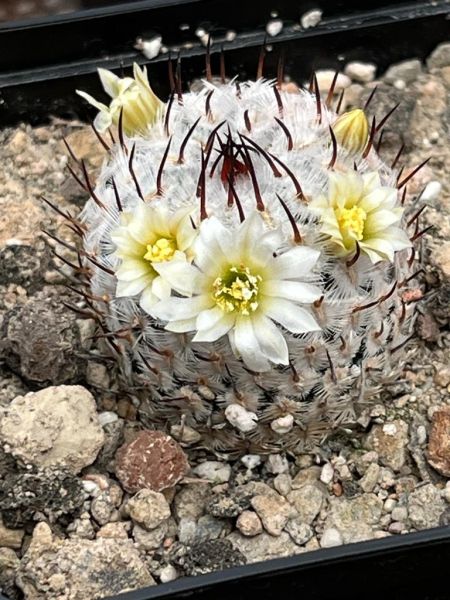 Mammillaria perezdelarosae ssp. andersoniana var. longispina-GCG12621